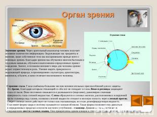 Орган зрения Значение зрения. Через зрительный анализатор человек получает основ