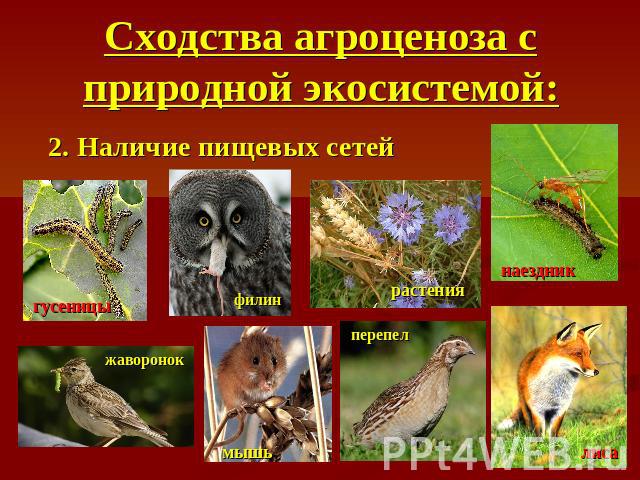 Сходства агроценоза с природной экосистемой: 2. Наличие пищевых сетей