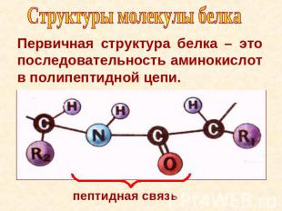 Структуры молекулы белка Первичная структура белка – это последовательность амин