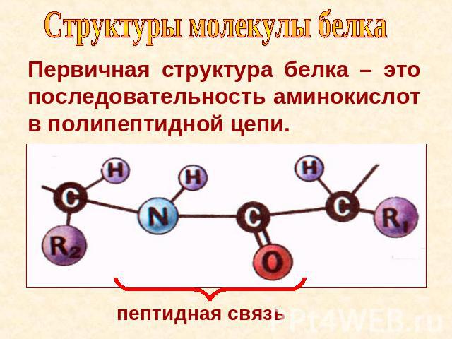 Структуры молекулы белка Первичная структура белка – это последовательность аминокислот в полипептидной цепи. пептидная связь
