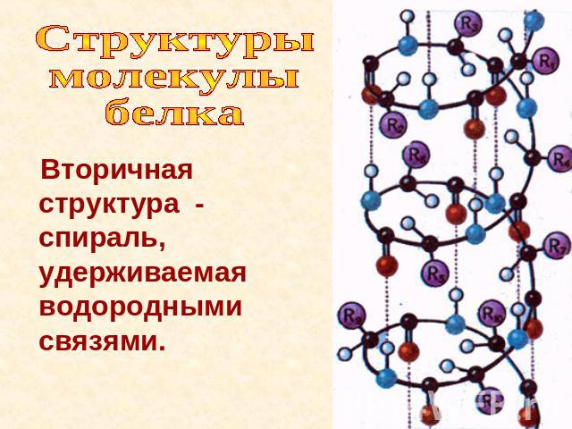 Структуры молекулы белка Вторичная структура - спираль, удерживаемая водородными связями.