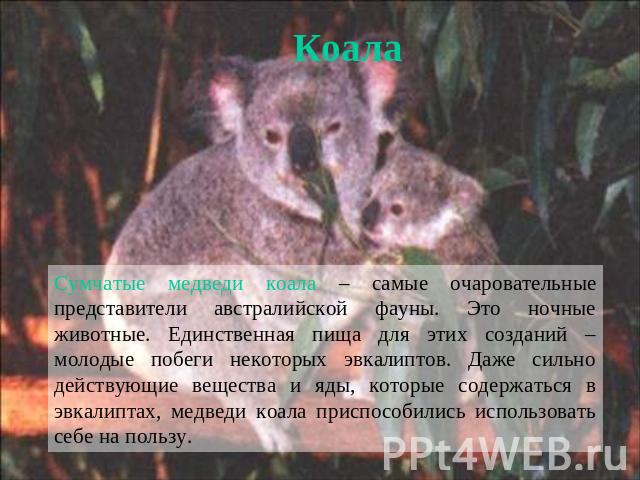 Коала Сумчатые медведи коала – самые очаровательные представители австралийской фауны. Это ночные животные. Единственная пища для этих созданий – молодые побеги некоторых эвкалиптов. Даже сильно действующие вещества и яды, которые содержаться в эвка…