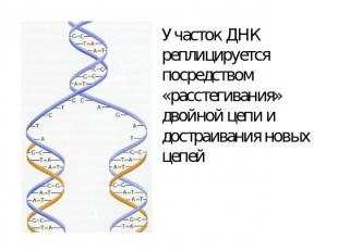 Участок ДНК реплицируется посредством «расстегивания» двойной цепи и достраивани
