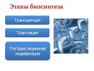 Этапы биосинтеза Транскрипция Трансляция Пострансляционная модификация