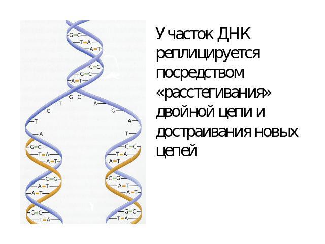 Участок ДНК реплицируется посредством «расстегивания» двойной цепи и достраивания новых цепей