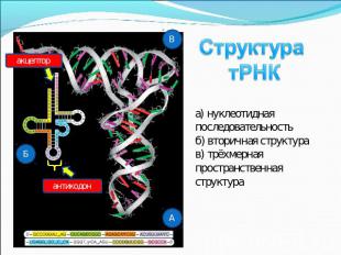 Структура тРНК а) нуклеотидная последовательность б) вторичная структура в) трёх