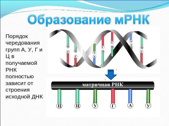 Образование мРНК Порядок чередования групп А, У, Г и Ц в получаемой РНК полностью зависит от строения исходной ДНК