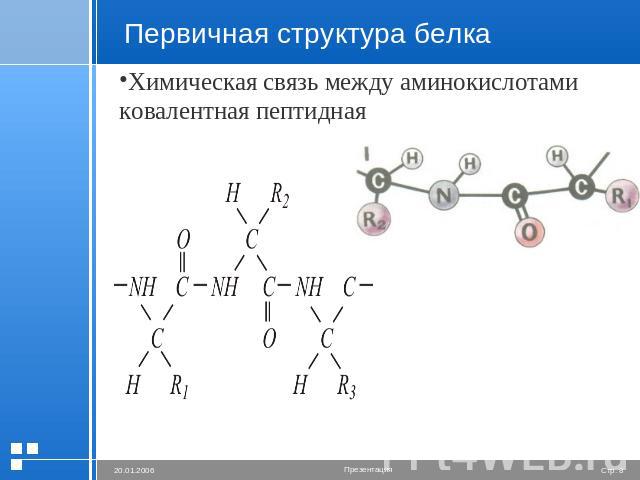 Первичная структура белка Химическая связь между аминокислотами ковалентная пептидная