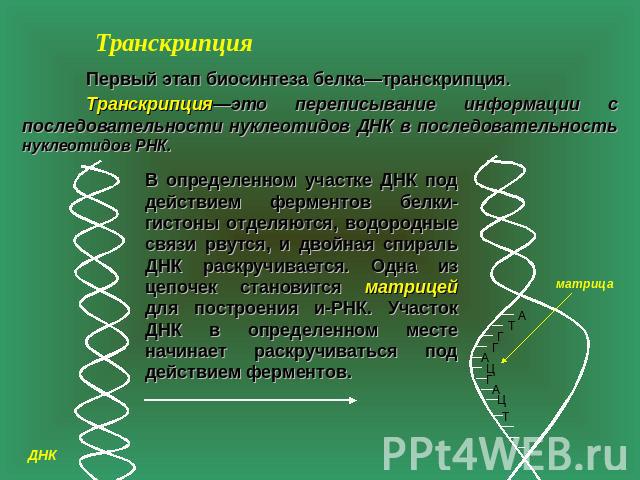 Транскрипция Первый этап биосинтеза белка—транскрипция. Транскрипция—это переписывание информации с последовательности нуклеотидов ДНК в последовательность нуклеотидов РНК. В определенном участке ДНК под действием ферментов белки-гистоны отделяются,…