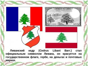 Ливанский кедр (Cedrus Libani Barr.) стал официальным символом Ливана, он красуе