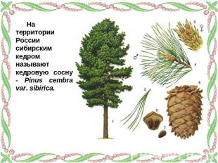 На территории России сибирским кедром называют кедровую сосну - Pinus cembra var