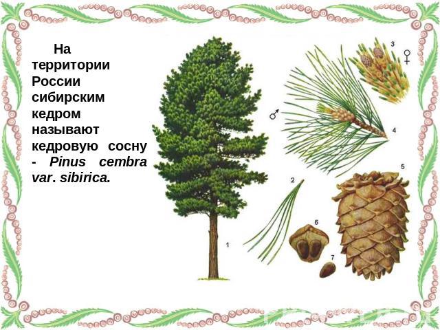 На территории России сибирским кедром называют кедровую сосну - Pinus cembra var. sibirica.