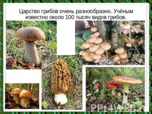 Царство грибов очень разнообразно. Учёным известно около 100 тысяч видов грибов.
