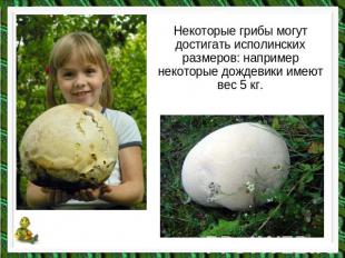 Некоторые грибы могут достигать исполинских размеров: например некоторые дождеви