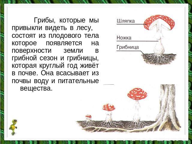 Грибы, которые мы привыкли видеть в лесу, состоят из плодового тела которое появляется на поверхности земли в грибной сезон и грибницы, которая круглый год живёт в почве. Она всасывает из почвы воду и питательные вещества.