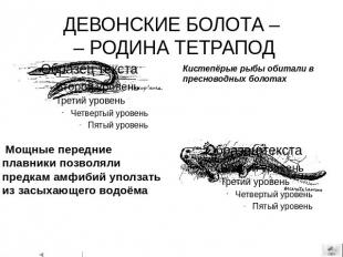 ДЕВОНСКИЕ БОЛОТА – – РОДИНА ТЕТРАПОД Кистепёрые рыбы обитали в пресноводных боло