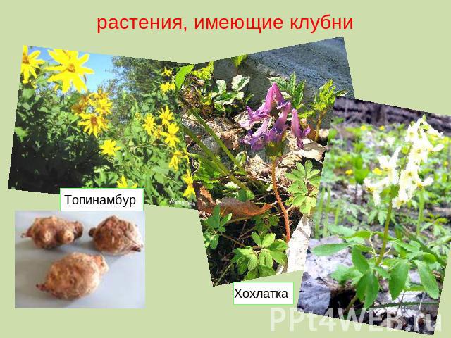 растения, имеющие клубни