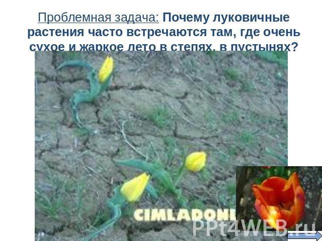 Проблемная задача: Почему луковичные растения часто встречаются там, где очень сухое и жаркое лето в степях, в пустынях?