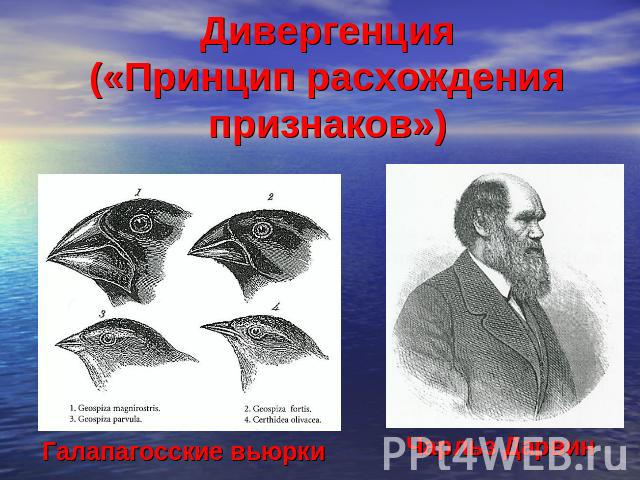 Дивергенция («Принцип расхождения признаков») Галапагосские вьюрки Чарльз Дарвин