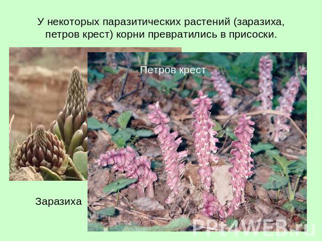 У некоторых паразитических растений (заразиха, петров крест) корни превратились в присоски.