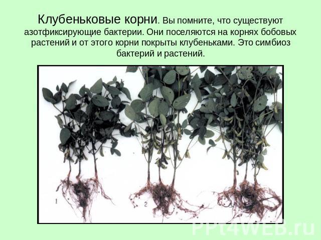 Клубеньковые корни. Вы помните, что существуют азотфиксирующие бактерии. Они поселяются на корнях бобовых растений и от этого корни покрыты клубеньками. Это симбиоз бактерий и растений.