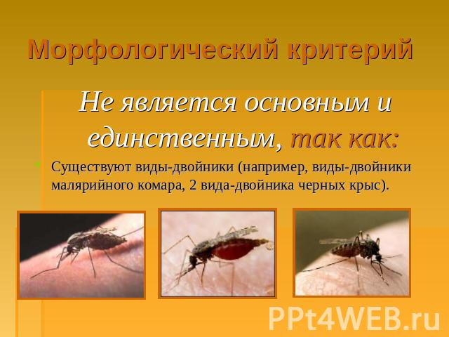 Морфологический критерий Не является основным и единственным, так как: Существуют виды-двойники (например, виды-двойники малярийного комара, 2 вида-двойника черных крыс).