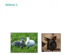 Задача 1: Окрашенность шерсти кроликов (в противоположность альбинизму) определя