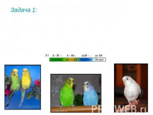 Задача 1: У попугаев цвет перьев определяется двумя парами генов. Сочетание двух