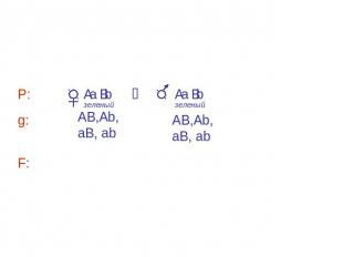 A- B- – зеленый цвет, aаbb – белый цвет А- bb – желтый цвет, ааВ- – голубой цвет