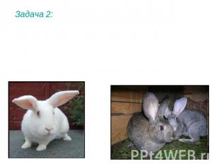 Задача 2: У кроликов цвет шерсти определяется двумя парами генов. Ген А (а) опре