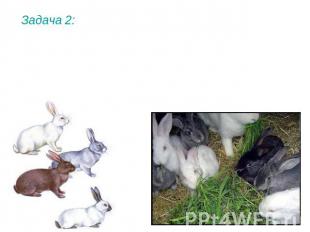 Задача 2: При скрещивании между собой серого и белого кролика половина потомства