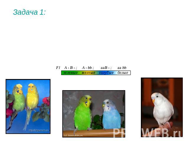 Задача 1: У попугаев цвет перьев определяется двумя парами генов. Сочетание двух доминантных генов определяет зеленый цвет. Рецессивные по обеим парам генов особи имеют белый цвет. Сочетание доминантного гена А и рецессивного гена b определяет желты…