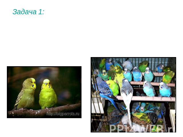 Задача 1: При скрещивании между собой двух зеленых особей получили попугаев всех цветов. Определите генотипы родителей и потомков.