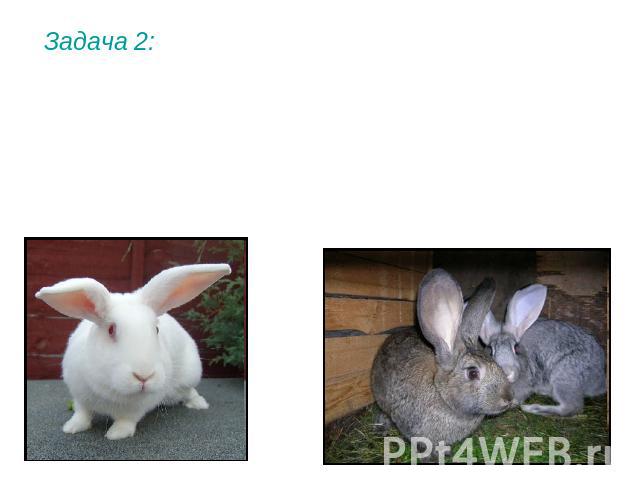 Задача 2: У кроликов цвет шерсти определяется двумя парами генов. Ген А (а) определяет основную окраску шерсти. А – черную окраску, а – белую. Ген В вызывает неравномерное распределение пигмента по шерсти (получаются серые кролики).