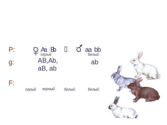 А– черный цвет, a– белый цвет B – неравномерное распределение пигмента b – равномерное распределение пигмента
