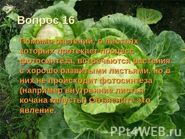 Вопрос 16 Помимо растений, в листьях которых протекает процесс фотосинтеза, встречаются растения с хорошо развитыми листьями, но в них не происходит фотосинтеза (например внутренние листья кочана капусты) Объясните это явление.