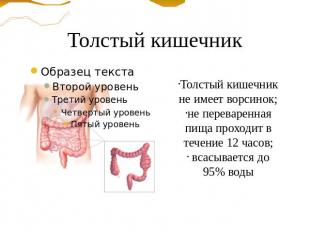Толстый кишечник Толстый кишечник не имеет ворсинок; не переваренная пища проход