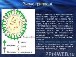 Вирус гриппа А Вирус гриппа А как правило вызывает заболевание средней или сильн