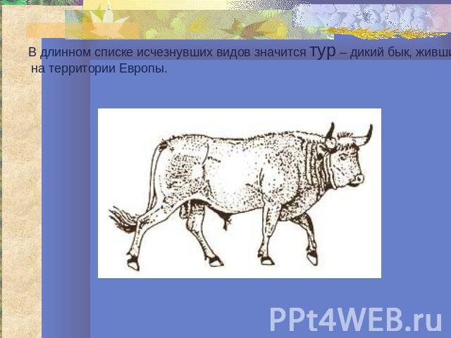 В длинном списке исчезнувших видов значится тур – дикий бык, живший на территории Европы.