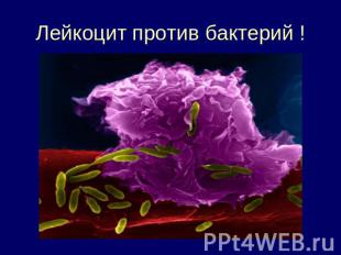 Лейкоцит против бактерий !