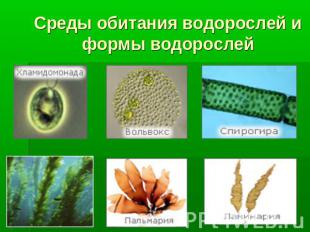 Среды обитания водорослей и формы водорослей