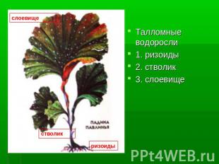 Талломные водоросли 1. ризоиды 2. стволик 3. слоевище