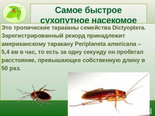 Самое быстрое сухопутное насекомое Это тропические тараканы семейства Dictyopter