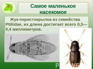 Самое маленькое насекомое Жук-перистокрылка из семейства Ptiliidae, их длина дос