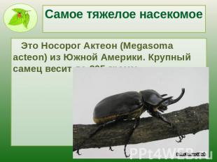 Самое тяжелое насекомое Это Носорог Актеон (Megasoma acteon) из Южной Америки. К