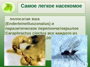 Самое легкое насекомое полосатая вша (Enderleinelluszonatus) и паразитическое пе