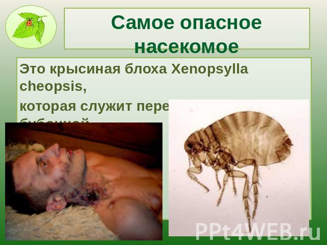 Самое опасное насекомое Это крысиная блоха Xenopsylla cheopsis, которая служит переносчиком бубонной чумы.