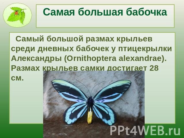 Самая большая бабочка Самый большой размах крыльев среди дневных бабочек у птицекрылки Александры (Ornithoptera alexandrae). Размах крыльев самки достигает 28 см.