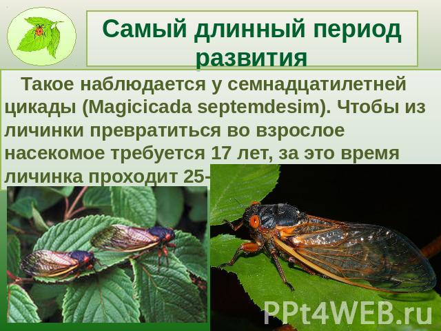 Самый длинный период развития Такое наблюдается у семнадцатилетней цикады (Magicicada septemdesim). Чтобы из личинки превратиться во взрослое насекомое требуется 17 лет, за это время личинка проходит 25-30 личиночных стадий.
