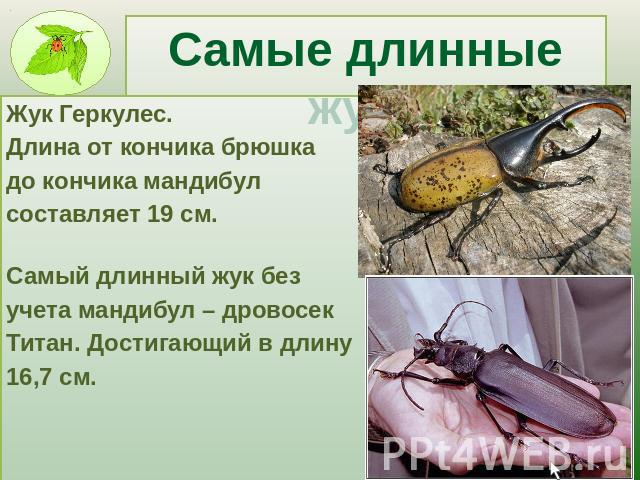 Самые длинные жуки Жук Геркулес. Длина от кончика брюшка до кончика мандибул составляет 19 см. Самый длинный жук без учета мандибул – дровосек Титан. Достигающий в длину 16,7 см.
